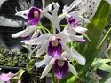 Laelia purpurata schusteriana Chief